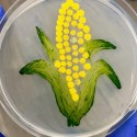 Agar art of ear of corn